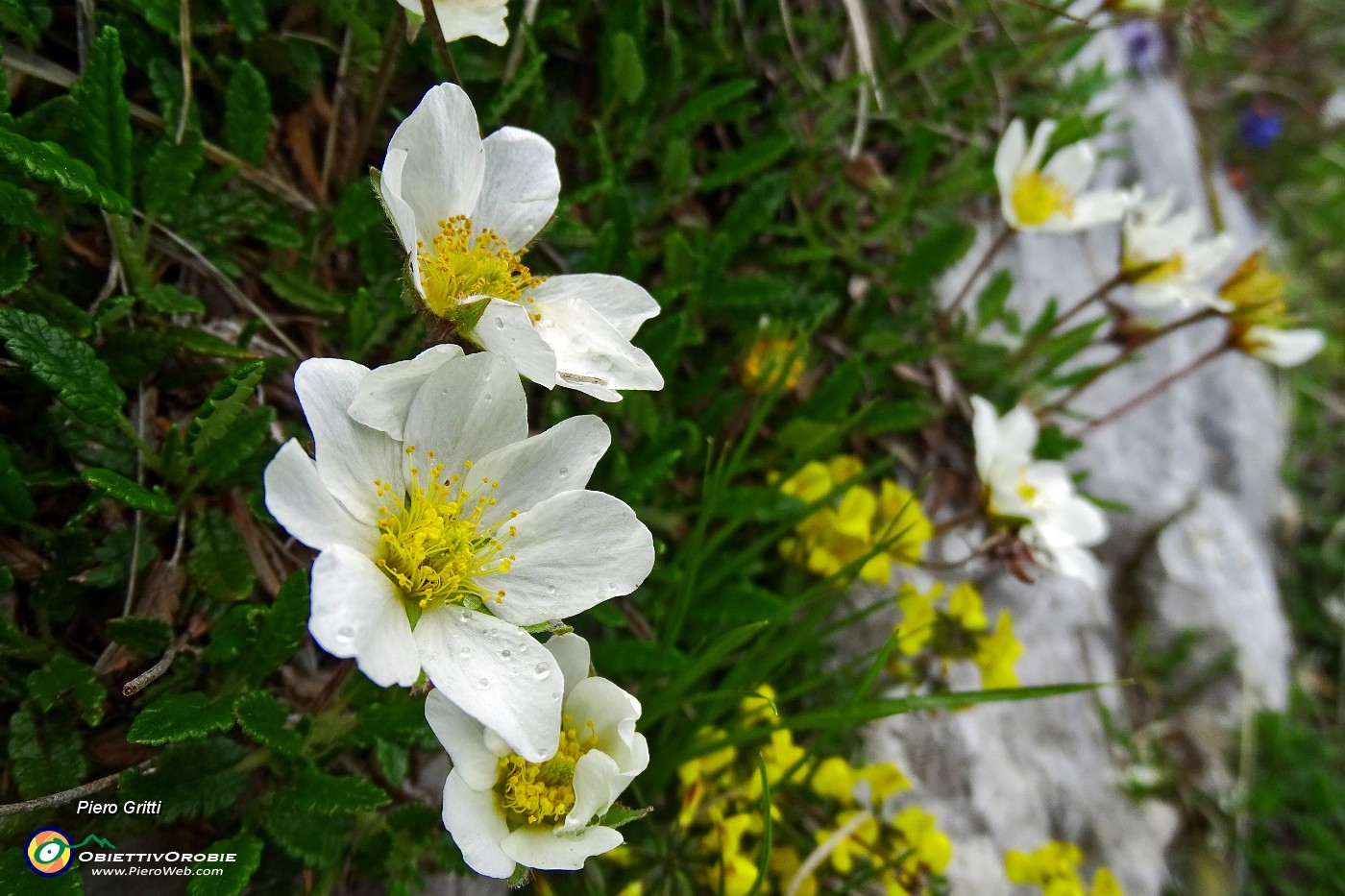 72 Camedrio alpino (Dryas octopetala).JPG -                                